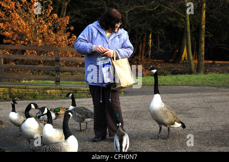 Kanada-Gans Essen Handout erwartungsvoll warten Stockfoto