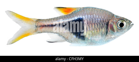 Keilfleckbarbe Rasbora isoliert auf weißem Hintergrund. Trigonostigma Heteromorpha. Stockfoto