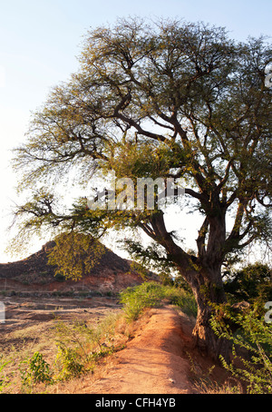 Tamarindus Indica. Tamarind Tree in der indischen Landschaft. Andhra Pradesh, Indien Stockfoto