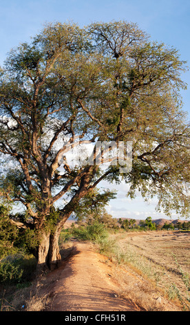 Tamarindus Indica. Tamarind Tree in der indischen Landschaft. Andhra Pradesh, Indien Stockfoto