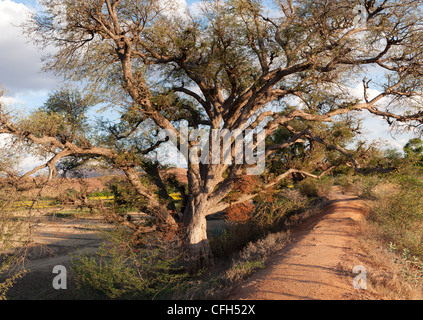 Tamarindus Indica. Tamarind Tree in der indischen Landschaft. Andhra Pradesh, Indien Stockfoto