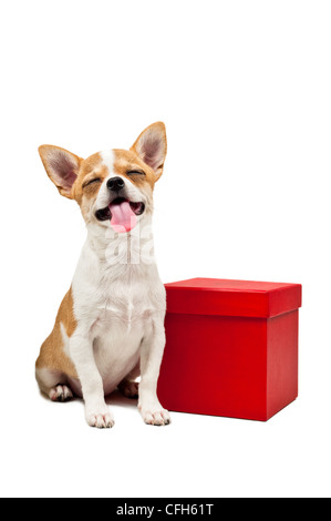 Pommerschen Hund neben einer roten Geschenkbox über weiß Stockfoto