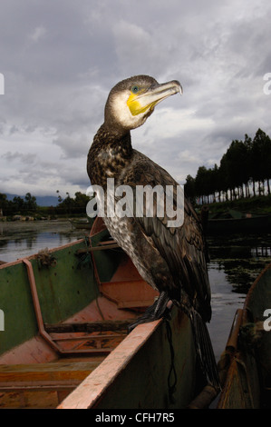 Bai Kormoran Fischer am Erhai See, Dali Yunnan Provinz. China Stockfoto