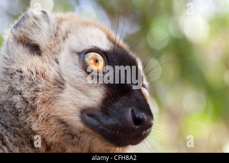 Roten fronted braune Lemur Porträt, Kirindy Wald, West-Madagaskar Stockfoto