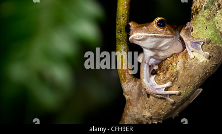 Laubfrosch im Baum im tropischen Regenwald in der Nacht. Masoala-Halbinsel-Nationalpark, Madagaskar. Stockfoto