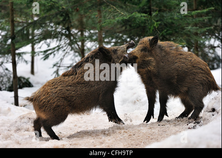 Zwei aggressive Wildschweine (Sus Scrofa) im Kiefernwald im Schnee im Winter kämpft energisch durch Hieb und beißen Stockfoto