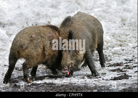 Zwei aggressive Wildschweine (Sus Scrofa) im Schnee im Winter kämpft energisch durch Einsparung von einander mit ihren Stoßzähnen Stockfoto