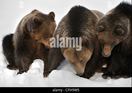 Eurasische Braunbären (Ursus Arctos Arctos) weiblich mit zwei zwei-jährigen Jungen im Schnee im Frühjahr, Europa Stockfoto