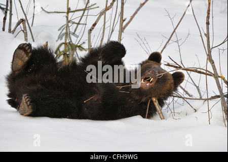 Zwei-jährigen eurasischen Braunbären (Ursus Arctos Arctos) Cub spielen mit Niederlassung im Schnee im Frühjahr, Europa Stockfoto