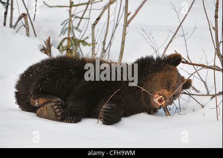 Zwei-jährigen eurasischen Braunbären (Ursus Arctos Arctos) Cub spielen mit Niederlassung im Schnee im Frühjahr, Europa Stockfoto