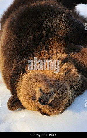 Faul eurasischen Braunbären (Ursus Arctos Arctos) im Winter im Schnee liegen und auf den Rücken, Europa überrollen Stockfoto