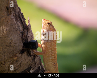 Oriental Garden Lizard, östlichen Garten Eidechse oder veränderbar Eidechse (Calotes Versicolor) ist eine Agamen-Eidechse. Khao Lak Thailand. Stockfoto