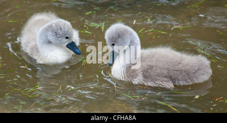 Zwei Höckerschwan (Cygnus Olor) Cygnets schwimmen, UK Stockfoto