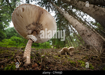 Parasol Pilze in Kiefernwäldern, Tirol, Österreichische Alpen. Stockfoto