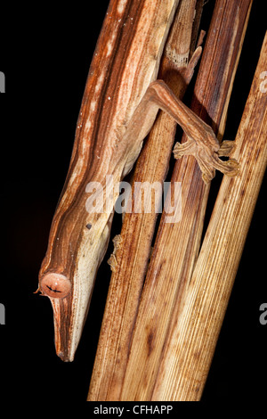 Blatt-tailed Gecko getarnt unter Toten ausgekleidet Palme Wedel, Wirbellosen Beute in der Nacht jagen. Masoala-Halbinsel, Madagaskar Stockfoto