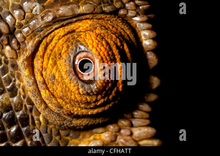 Auge von Parsons Chamäleon, Madagaskar Stockfoto