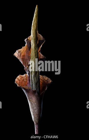 Riesigen Blütenstand von Amorphophallus sp, Hintergrundbeleuchtung. Gesamten Blütenstand 6ft hoch. Kirindy Wald, Madagaskar Stockfoto