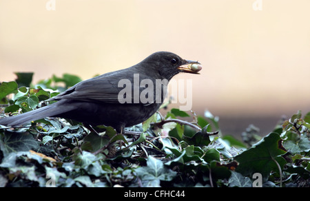 Männliche Amsel (Turdus Merula) Fütterung auf eine Erdnuss Stockfoto