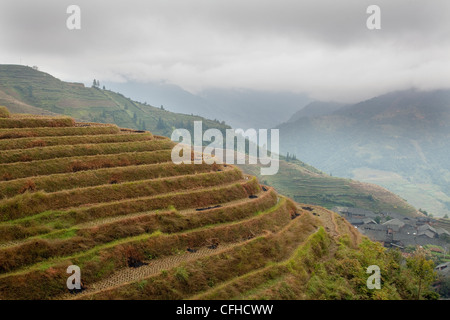 Longji (Dragon es Backbone) terrassierten Reisfelder, Longsheng, China Stockfoto