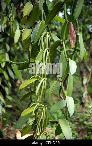 Vanille-Windpark in der Ruwenzori-Gebirge in der Nähe von Bundibugyo, Westuganda. Stockfoto