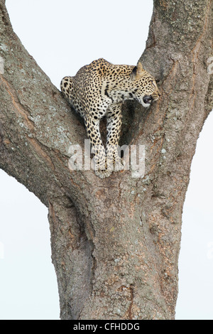 Leopard sitzen in das "V" eines Baumes in Tansania Stockfoto