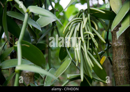 Vanille-Windpark in der Ruwenzori-Gebirge in der Nähe von Bundibugyo, Westuganda. Stockfoto