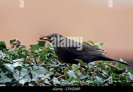 Weibliche Amsel (Turdus Merula) Fütterung auf eine Erdnuss Stockfoto