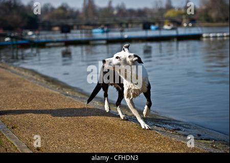 Schäferhund, nachdem man ein erfrischendes Bad im Hyde Park Serpentine in der Frühlingssonne Stockfoto