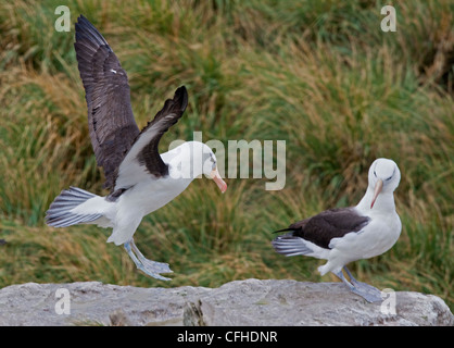 Black-Browed Albatrosse (Thalassarche Melanophrys), West Point Island, Falkland Stockfoto