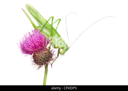 Große grüne Bush Cricket weiblich, Tirol, Österreichische Alpen. Stockfoto