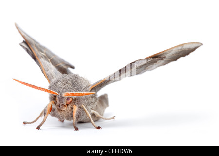 Pappel Hawkmoth männlich auf weißem Hintergrund fotografiert. Pembrokeshire, UK. Juli. Stockfoto