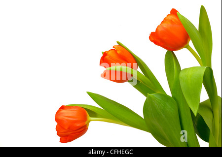 drei isolierten Tulpen auf weißem Hintergrund Stockfoto