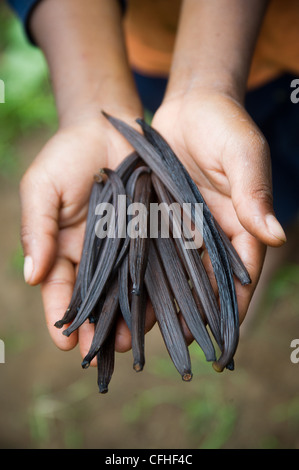 Ein Kind hält trocken Vanilleschoten aus der Farm seiner Familie im Ruwenzori-Gebirge in der Nähe von Bundibugyo, Westuganda. Stockfoto