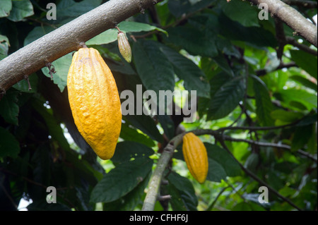 Kakaofrüchte hängen von ihren Baum auf einer Farm im Ruwenzori-Gebirge in der Nähe von Bundibugyo, Westuganda. Stockfoto