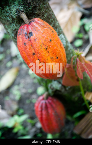 Kakaofrüchte hängen von ihren Baum auf einer Farm im Ruwenzori-Gebirge in der Nähe von Bundibugyo, Westuganda. Stockfoto