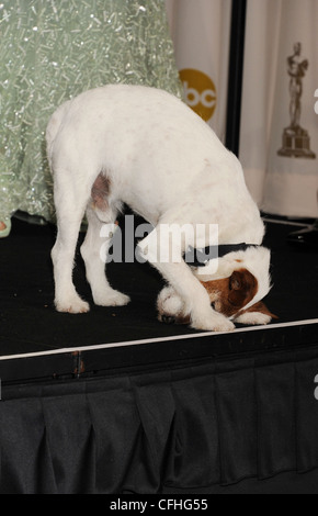 Canine UGGIE Star des Films The Artist bei der Oscar-Verleihung im Februar 2012. Foto Jeffrey Mayer Stockfoto