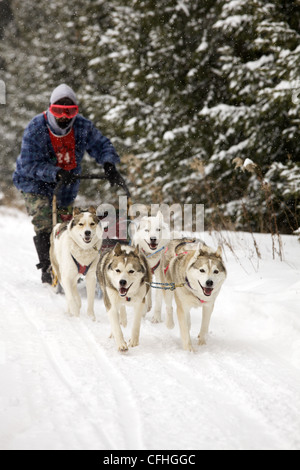Hunde ziehen einen Schlitten in einem Rennen im winter Stockfoto