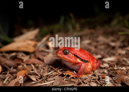 Tomatenfrosch auf Waldboden. Maroantsetra, Nordosten Madagaskars Stockfoto