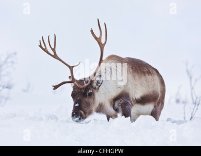 Rentiere, Rangifer tarandus, Futtersuche und Beweidung auf der Insel Kvaloya, Troms, Nordnorwegen, Skandinavien Europa Stockfoto