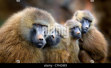 Guinea-Pavian Familie, Cabarceno, Spanien Stockfoto