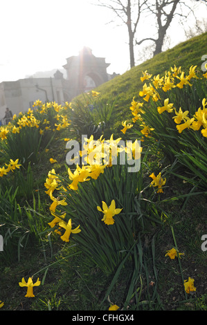 Wilde Narzissen in Queens Park Brighton Sussex UK Stockfoto