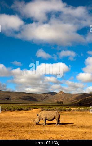 Breitmaulnashorn in Landschaft, Südafrika Stockfoto