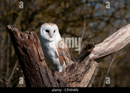 eine Schleiereule saß in der Gabel eines alten Baumes Stockfoto