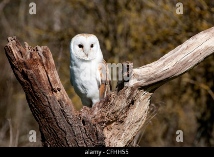 eine Schleiereule saß in der Gabel eines alten Baumes Stockfoto