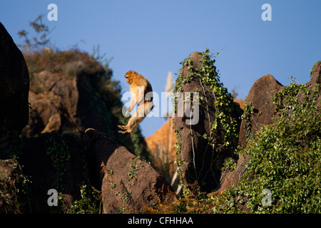 Berberaffe springen, Cabarceno, Spanien Stockfoto