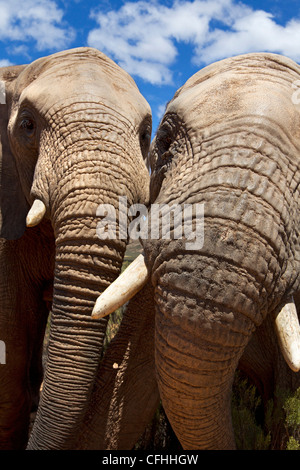 Nahaufnahme von zwei afrikanischen Elefanten, Südafrika Stockfoto