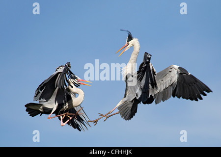 Zwei Great Blue Heron Kampf um Territorium, Kantabrien, Spanien Stockfoto