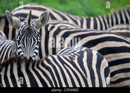 Burchell Zebras im Regen, Cabarceno, Spanien Stockfoto