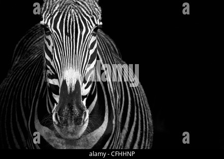 GREVY Zebra, Cabarceno, Spanien Stockfoto