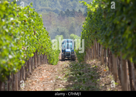 Traktor, sprühen die Bulgari-prozentige Weinberg in der Nähe von San Casciani de Bagni Toskana Italien im August Stockfoto